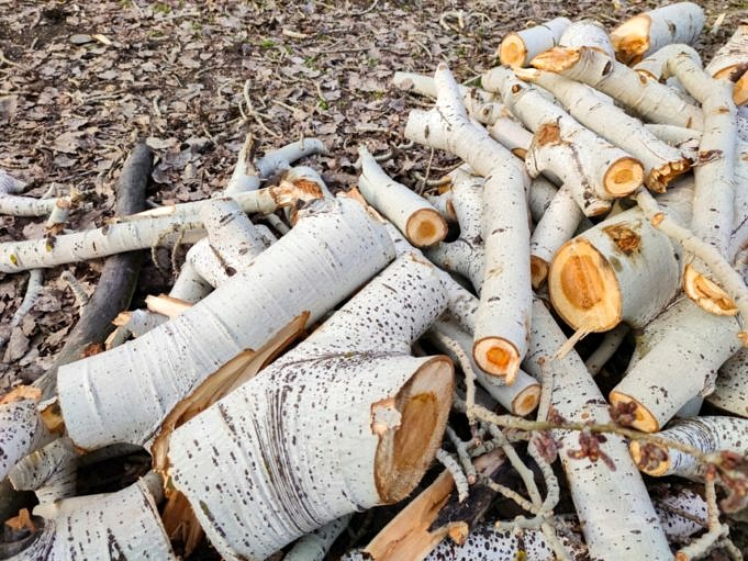 How To Cut Firewood. Save Money And The Environment